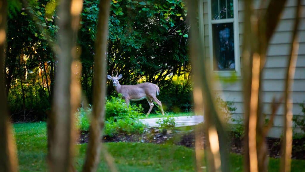 deer grazing on grass