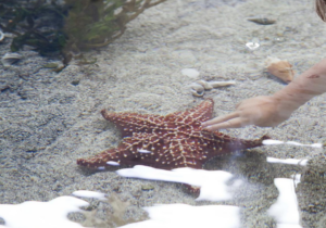 Mashomack preserve touch tank starfish