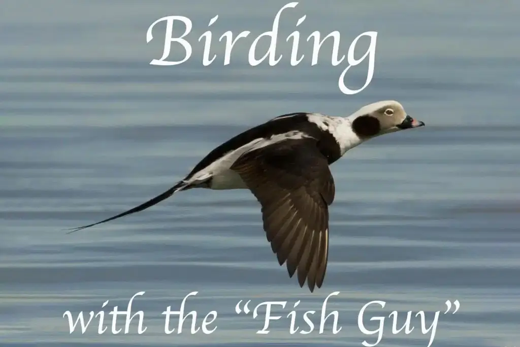 Birding promo