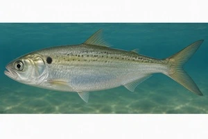 Tuesday at the Manor: Menhaden Fishing Industry